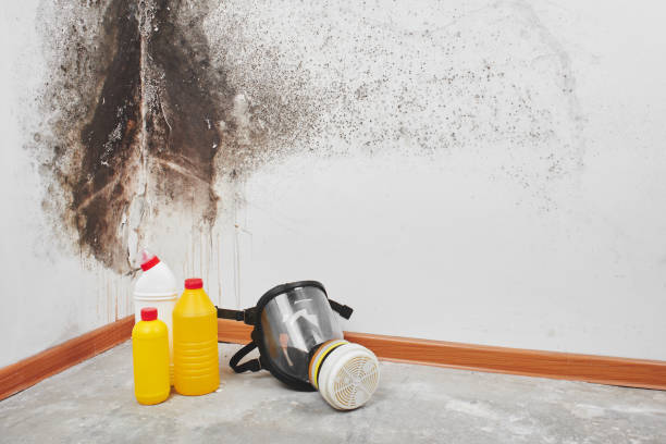Best Fast Mold Removal  in Purcellville, VA