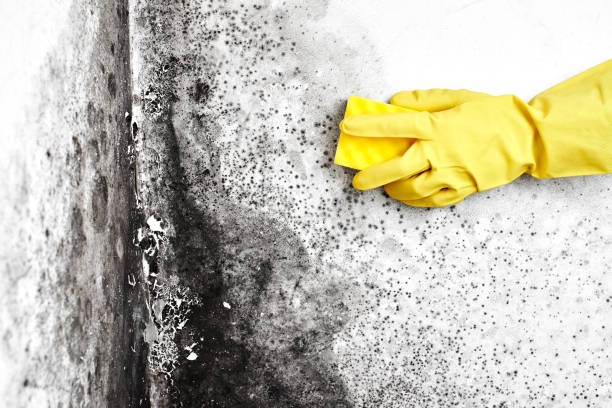 Best Mold Testing  in Purcellville, VA