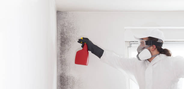 Best Local Mold Removal Service  in Purcellville, VA