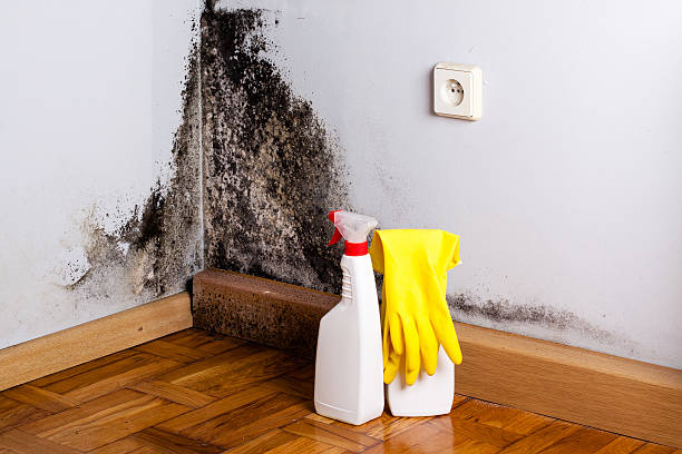 Best Mold Remediation  in Purcellville, VA