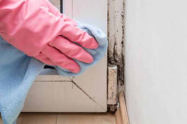 Best Office Mold Removal Services  in Purcellville, VA