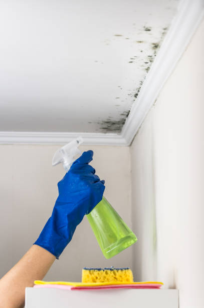 Best Attic Mold Removal  in Purcellville, VA